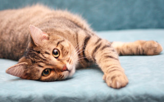 Cat blue couch paws open - the pillow free wallpaper