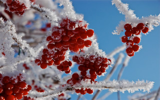 Berry snow branch blue sky - a bunch of berries free wallpaper