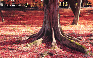 Tree roots park autumn leaves - andy goldsworthy free wallpaper
