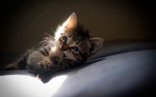Kitten laying on bed pillow - a pillow free wallpaper