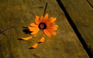 Sunflower flower stilllife woodentable sunset - a long stem free wallpaper