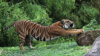Tiger standing reach branch rock - its hind leg free wallpaper