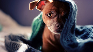 Dog wrapped blanket sad look 2 - sad free wallpaper