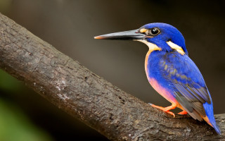 Blue bird yellow beak branch - abidin dino free wallpaper