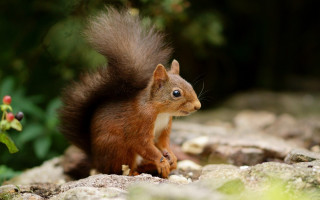 Squirrel rock camera blurry background - a squirrel free wallpaper for desktop