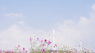 Flower field windmills blue sky - cui bai free wallpaper for desktop
