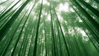 Bamboo forest tall trees green - asai chū free wallpaper