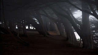 Woods path bench trees tonal - chris friel free wallpaper