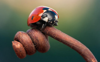Ladybug wooden stick bug ecological - free bird wallpaper