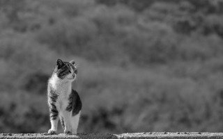Cat ledge distant hill blackwhite - a ledge free wallpaper for desktop