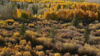 Autumn forest leaves fire molten - ansel adams free wallpaper for desktop
