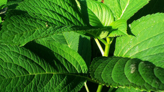 Green leafy plant water drops - a green leafy plant free wallpaper for desktop