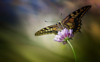 Butterfly flower macro blurry background 2 - a butterfly free wallpaper for desktop