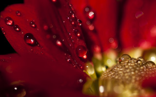 Red flower water droplets macro 18 - a few drop of water free wallpaper