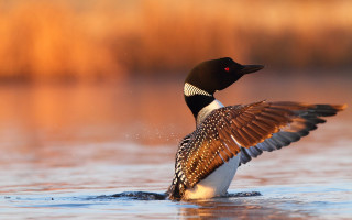 Bird wings spread water brown - a brown background free wallpaper