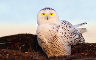 Snowy owl dirt grass blue - wildlife photography free wallpaper for desktop