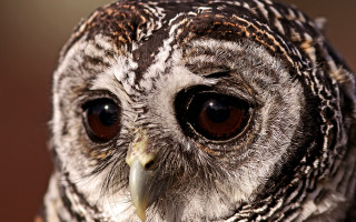 Bird brown white face black - brown eye free wallpaper