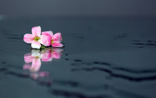 Pink flower black surface water - a reflection of it free wallpaper