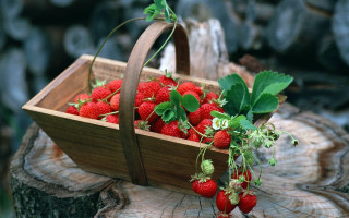 Strawberries basket tree stump green - a basket of strawberries free wallpaper