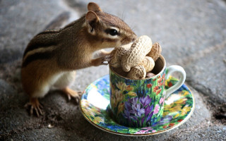 Squirrel cup stuffed animal saucer - a cup free wallpaper for desktop