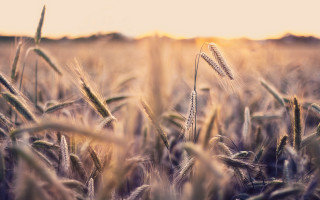 Wheat field sunset blurry tilt - a field of wheat free wallpaper