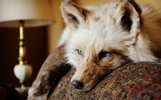 White fox blue eyes couch - a white fox free wallpaper