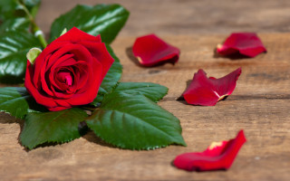 Red rose wooden table petals - a wooden table free wallpaper for desktop
