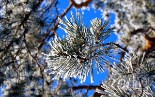 Pine snowy branch blue sky - a pine tree free wallpaper