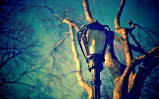 Streetlight tree bare branches blue - ambient light free wallpaper for desktop