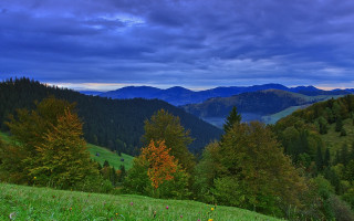 Grassy field trees mountains clouds - a few yellow flower free wallpaper