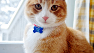 Cat collar tag window yellow - chen chi free wallpaper