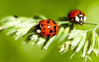 Ladybugs green plant macro ecological - a green plant free wallpaper for desktop