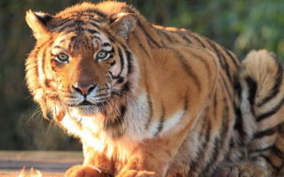Tiger sitting sun wooden floor - a tiger free wallpaper for desktop