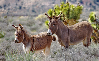 Donkeys field trees mountain nature - andries both free wallpaper