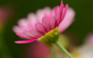 Pink flower green stem blurry 4 - macro photography free wallpaper