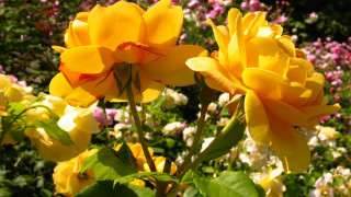 Yellow flowers garden pink white - rose free wallpaper for desktop