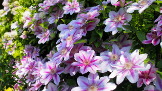 Sunny flower bush flowers puzzle - the sun light of the day free wallpaper