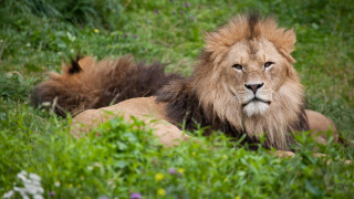 Lion grass outdoors nature blurry - a lion free wallpaper