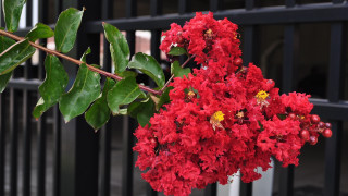 Red flowers hanging fence summer - a tree branch in front free wallpaper