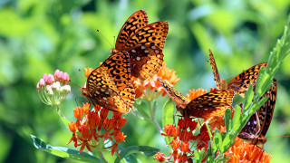 Butterflies flower green field bokeh - a group of butterflies free wallpaper