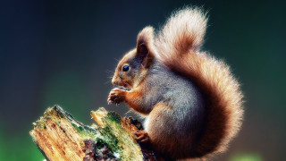 Squirrel tree stump eating blue - a piece of wood free wallpaper