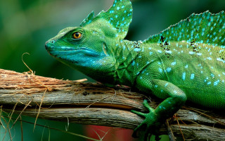 Green lizard branch grass forest - back leg free wallpaper