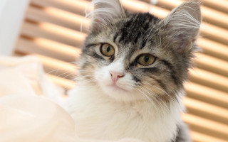 Cat blinds window closeup photorealistic - a cat free wallpaper