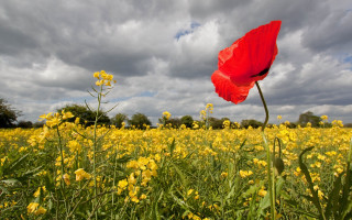 Red flower yellow field cloudy - colin gill free wallpaper