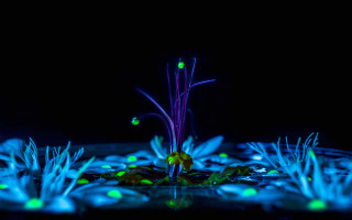 Glowing plants bioluminescence dark night - the dark night sky free wallpaper for desktop