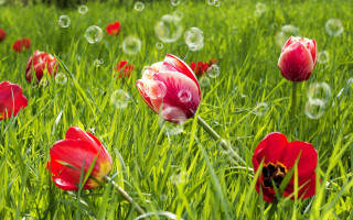 Red flower bubbles green field - bubble of water free wallpaper