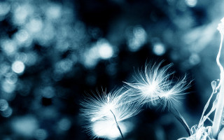 Dandelion macro blackwhite trees moon - a dandelion free wallpaper for desktop
