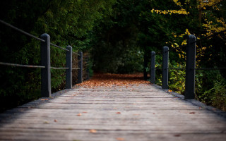 Wooden walkway forest path tilt - derold page free wallpaper