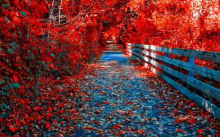 Autumn fence red leaves forest - a wooden fence free wallpaper