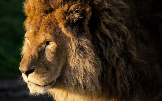 Lion closeup wildlife nature portrait - a blurry background of grass and bushes free wallpaper